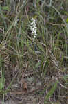 Nodding lady's tresses